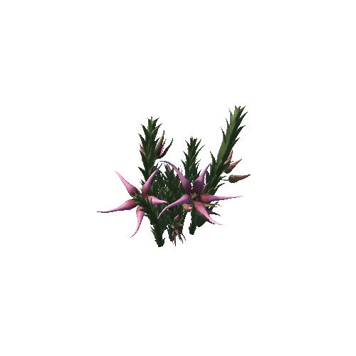Flower Orbea caudata4